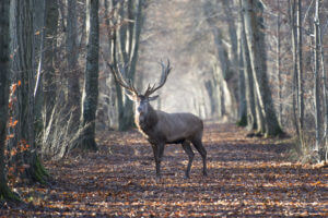 Królestwo_para_na_film